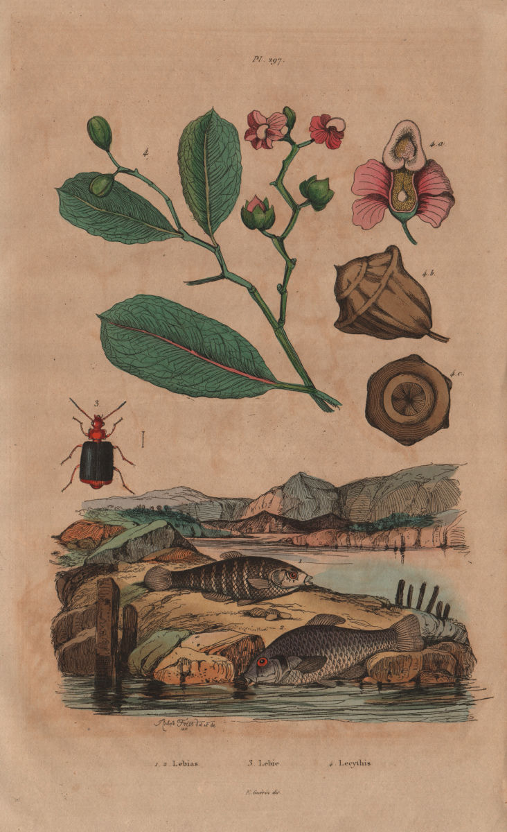 Lebias fish. Lebia Grandis (Ground Beetle). Lecythis plant 1833 old print